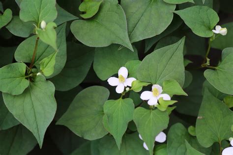 Fish Mint (Houttuynia cordata) — Monograph .
